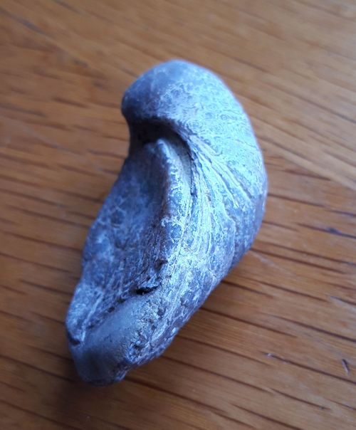 Gryphaea: an extinct oyster from Juarssic of Glamorgan Heritage Coast